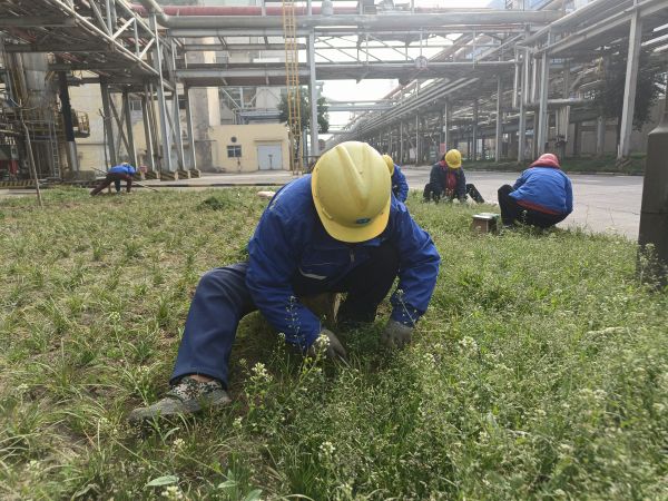 3月22日，行政保衛(wèi)部趙師傅等人在道路兩旁清除雜草。.jpg
